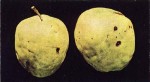 شكل 5 - تاثير كمبود بُر بر روي برگ‌هاي سیب