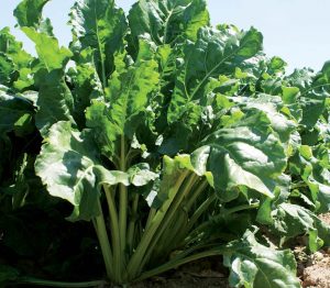 بوته چغندر قند