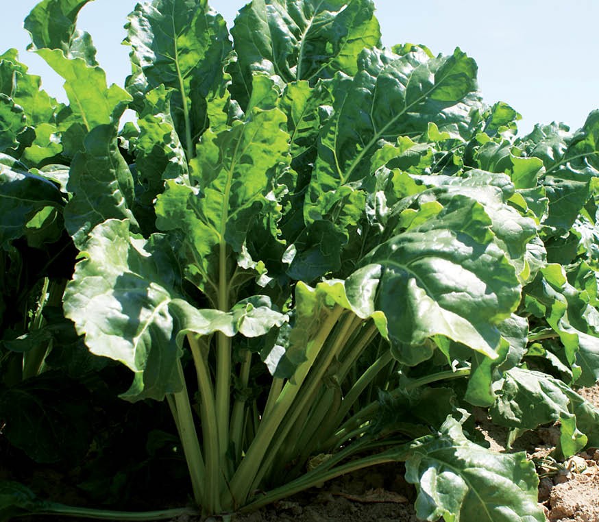 بوته چغندر قند